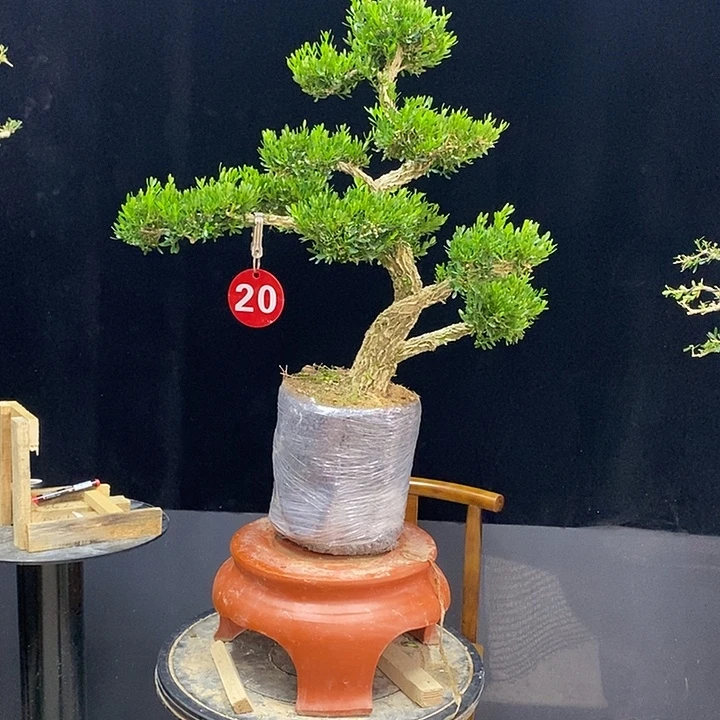 用***5无花朵室内室内黄杨盆景