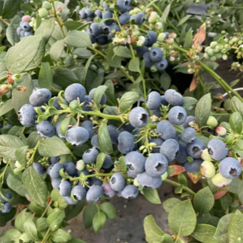 蓝莓树果苗特大号盆栽带果发货南北方庭院种植室外地栽果树蓝莓苗