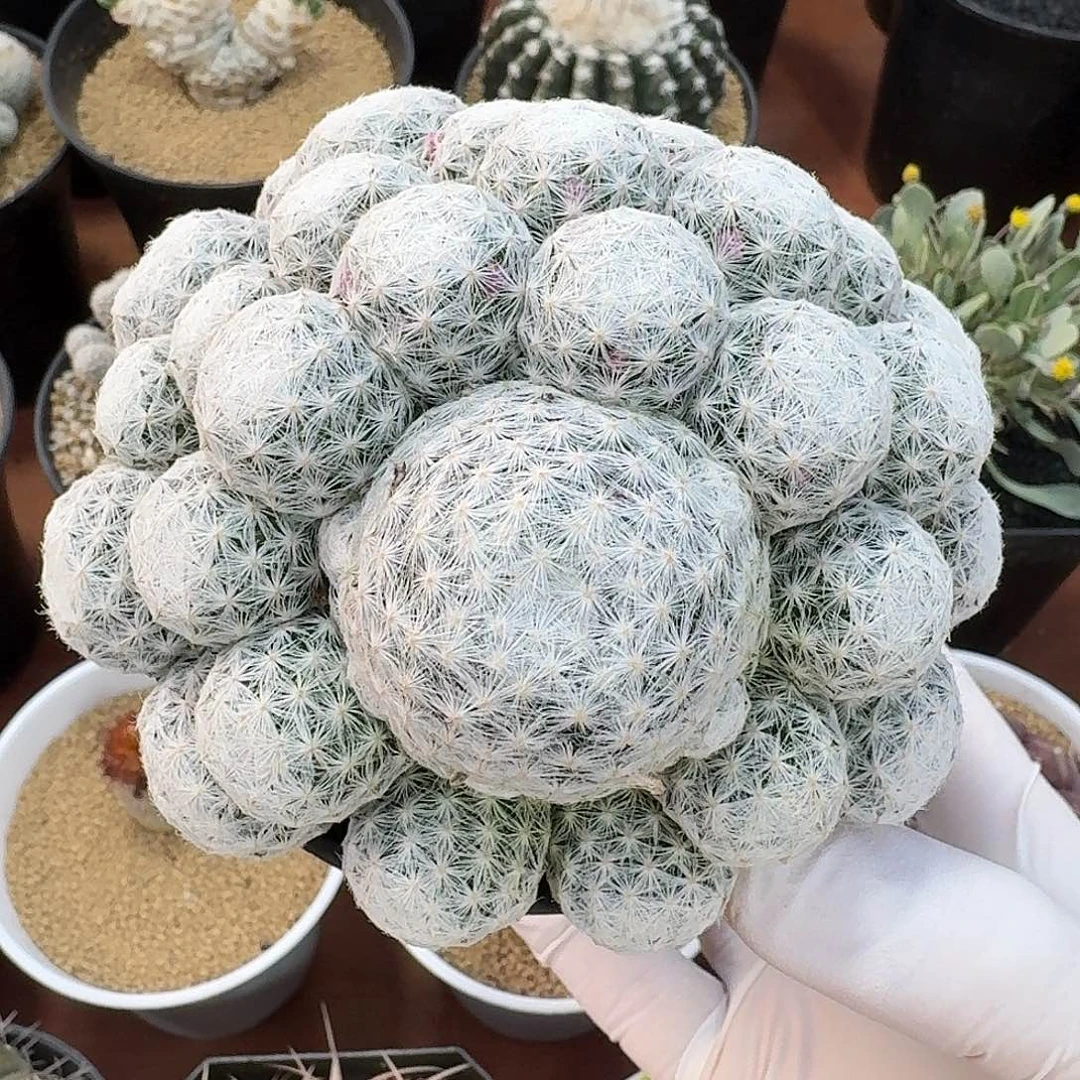 姬春星仙人球123453