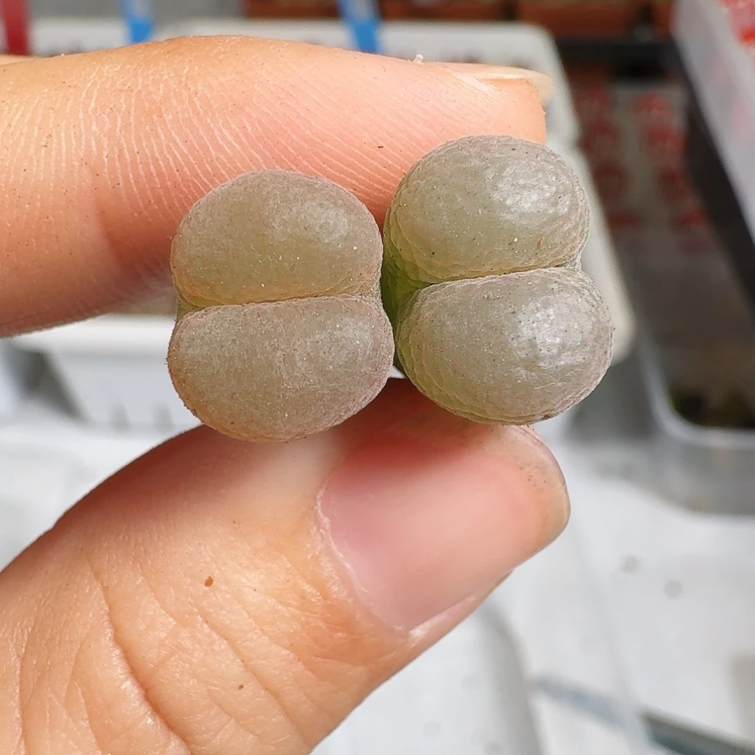 多肉植物福利风铃250