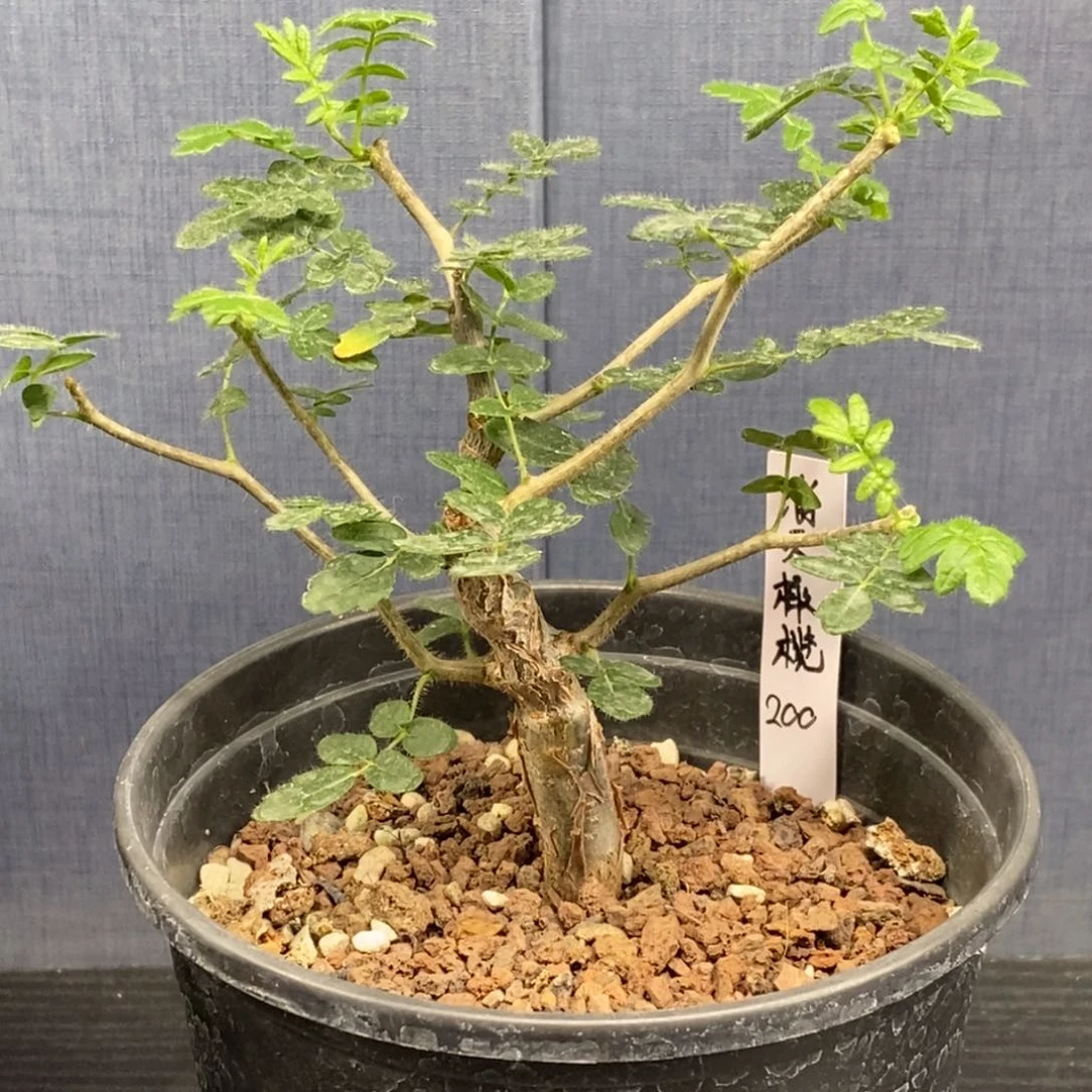 滔天橄榄实生没药