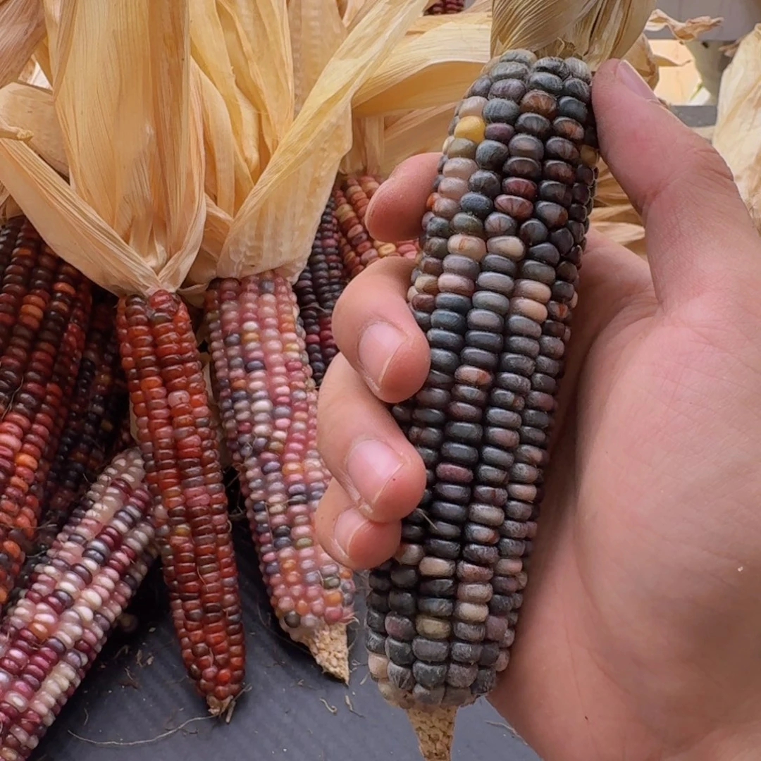 .***.柏香籽/百香籽吊坠