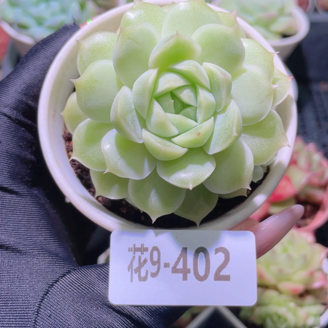 花利美9-402麦秆单头