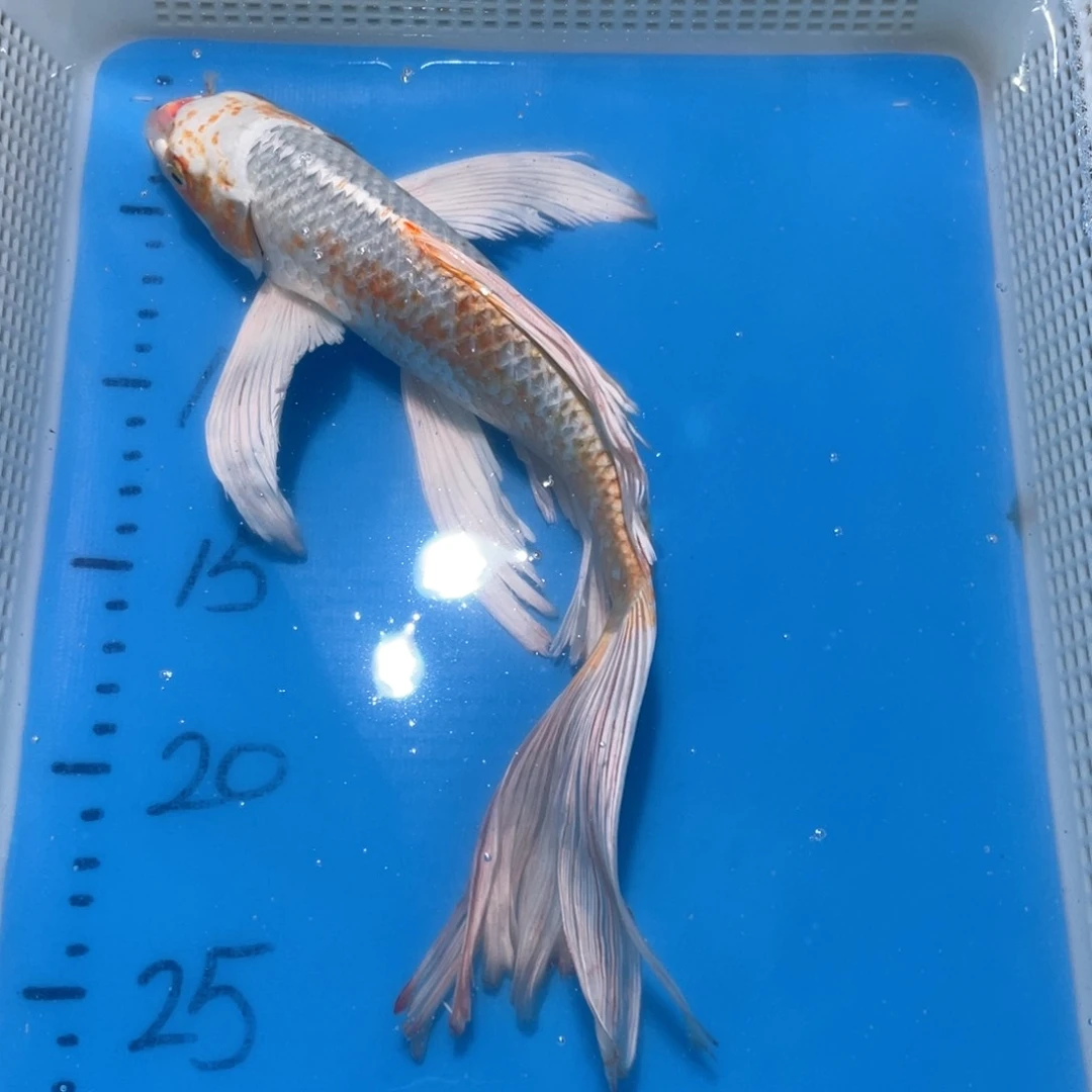锦鲤锦鲤包邮包售后
