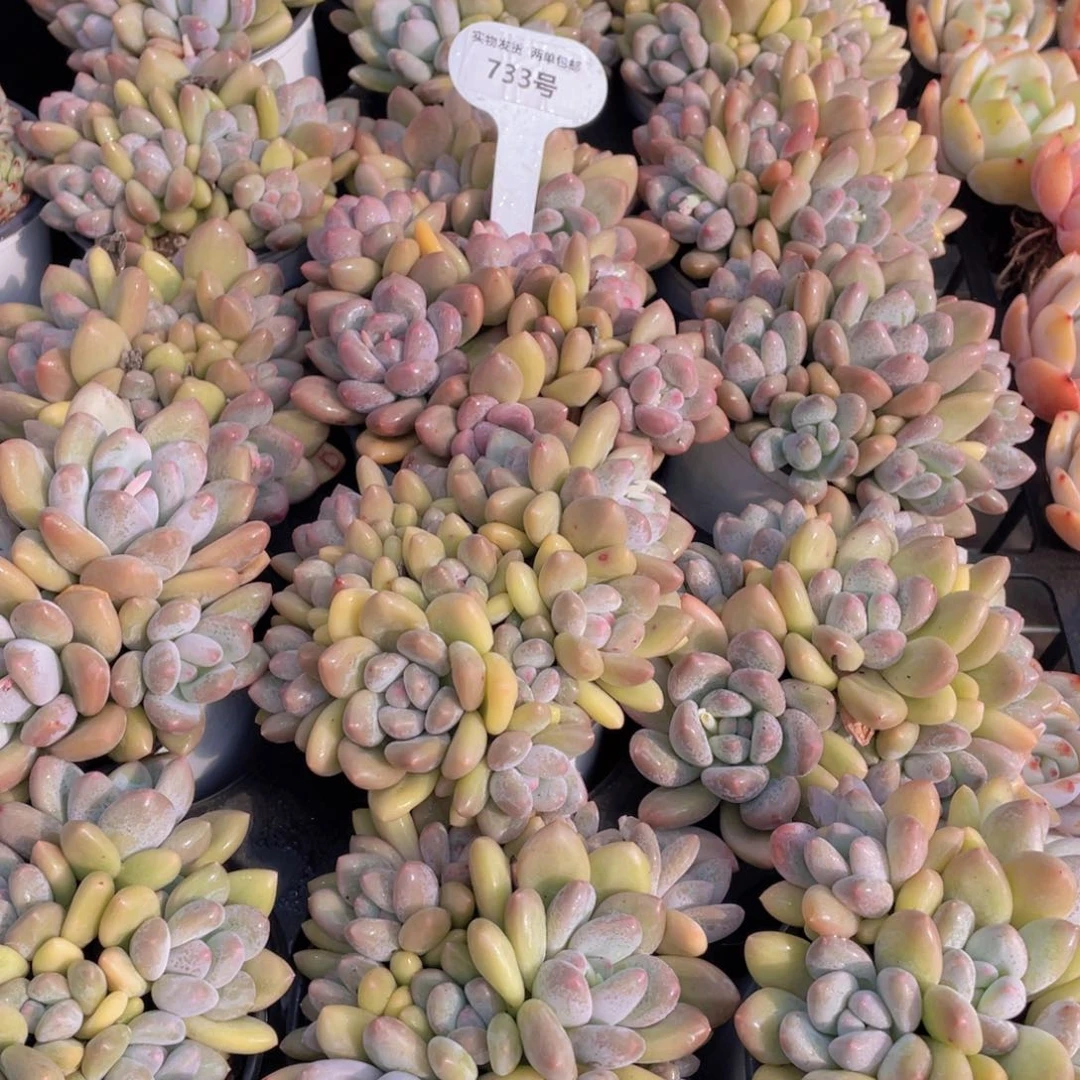 733号奶油香水手捧大群生7头起一个