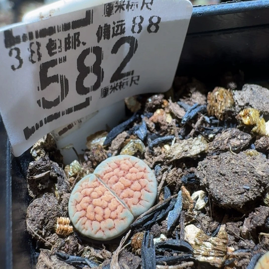 Ssss精品生石花582德州