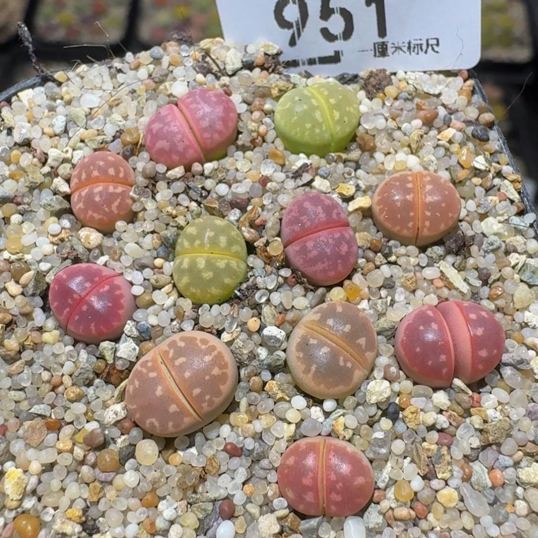 zzzz生石花肉锥951