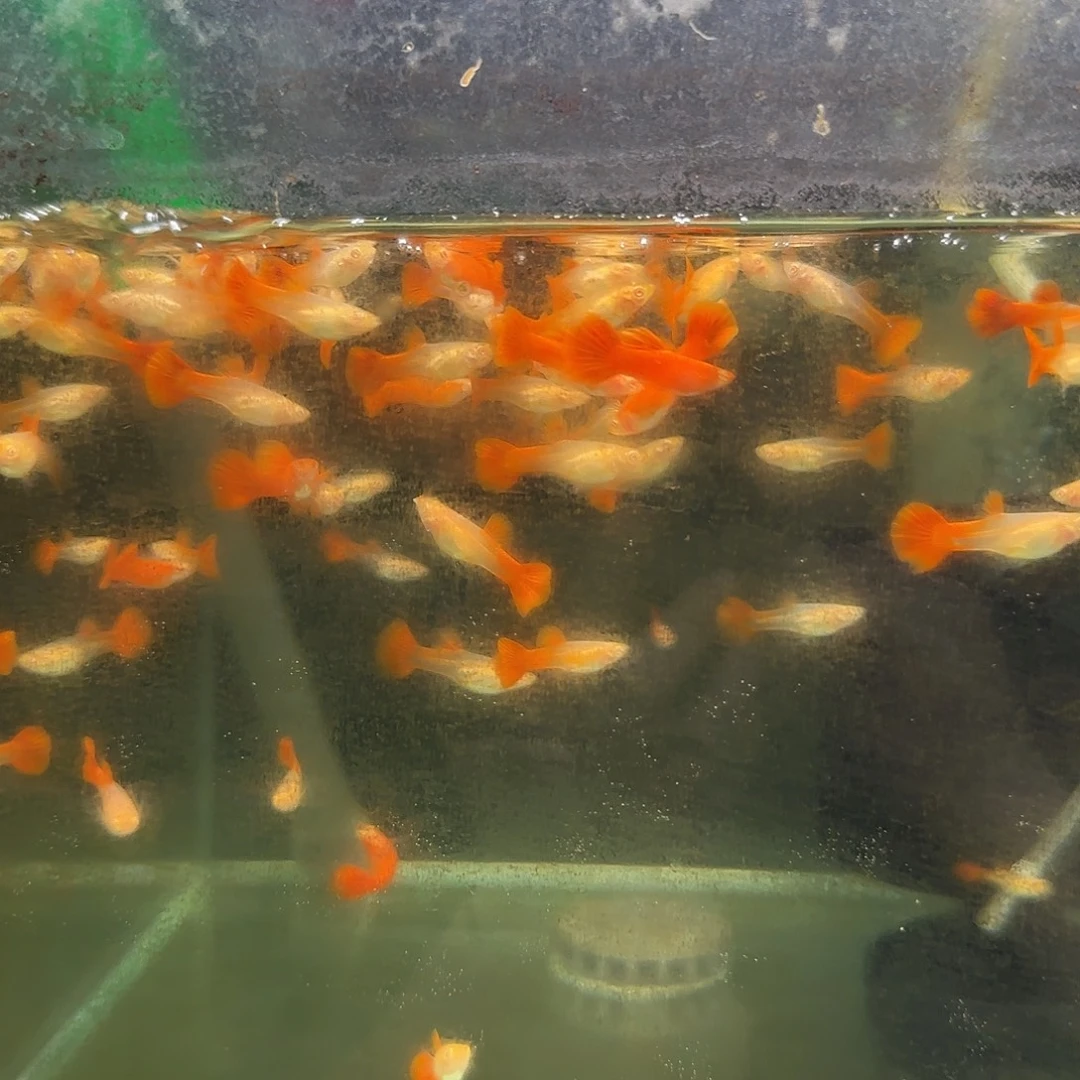 孔雀鱼血红小苗10条随机