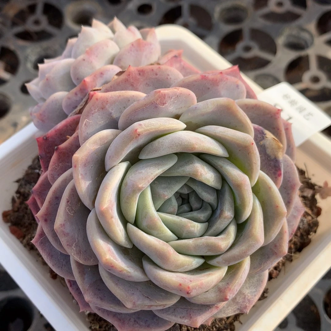 81叶片有伤特价处理