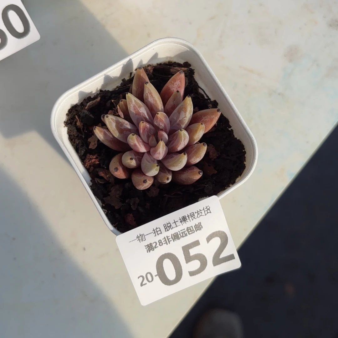 魔爪多肉多肉多肉