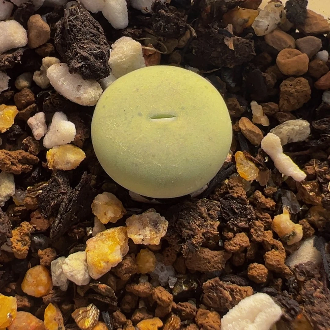 214多肉植物种类多样