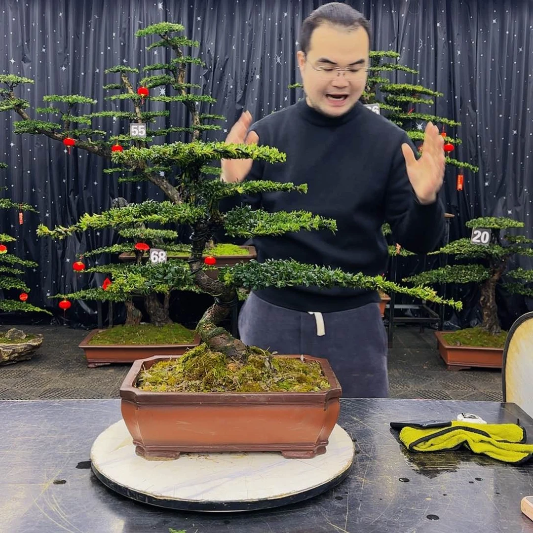 松树柏树造型盆景