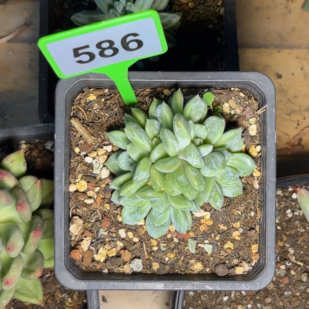 袁***儿多肉植物百搭翡翠586