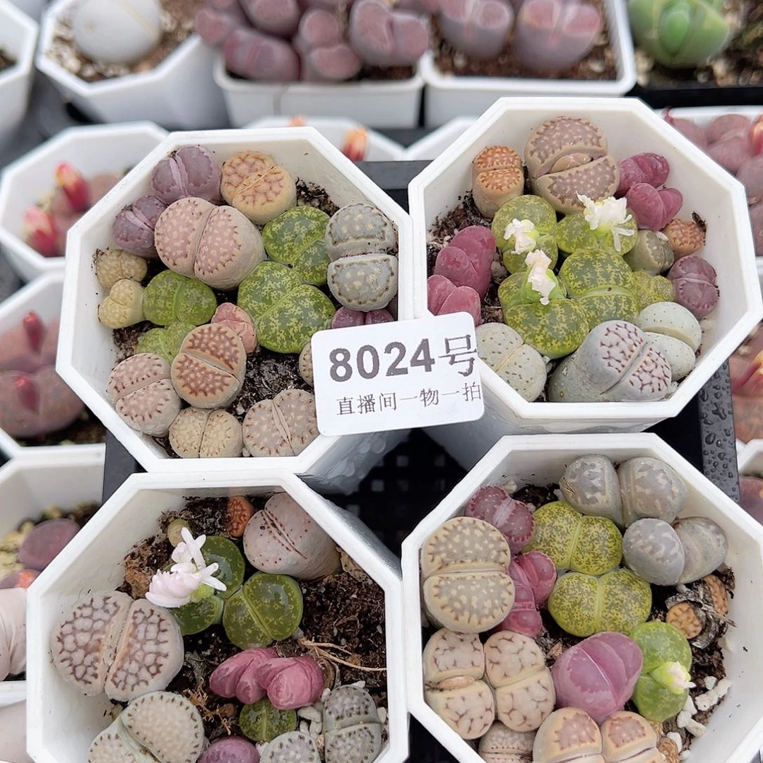 8024 好养易活生石花大母本4盆