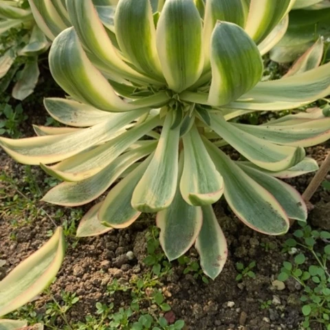 苹**艺545青莲有寄养发空包满25包邮多肉