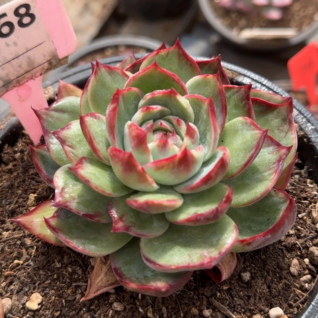 惊鸿一物一拍包装收缩花旱968