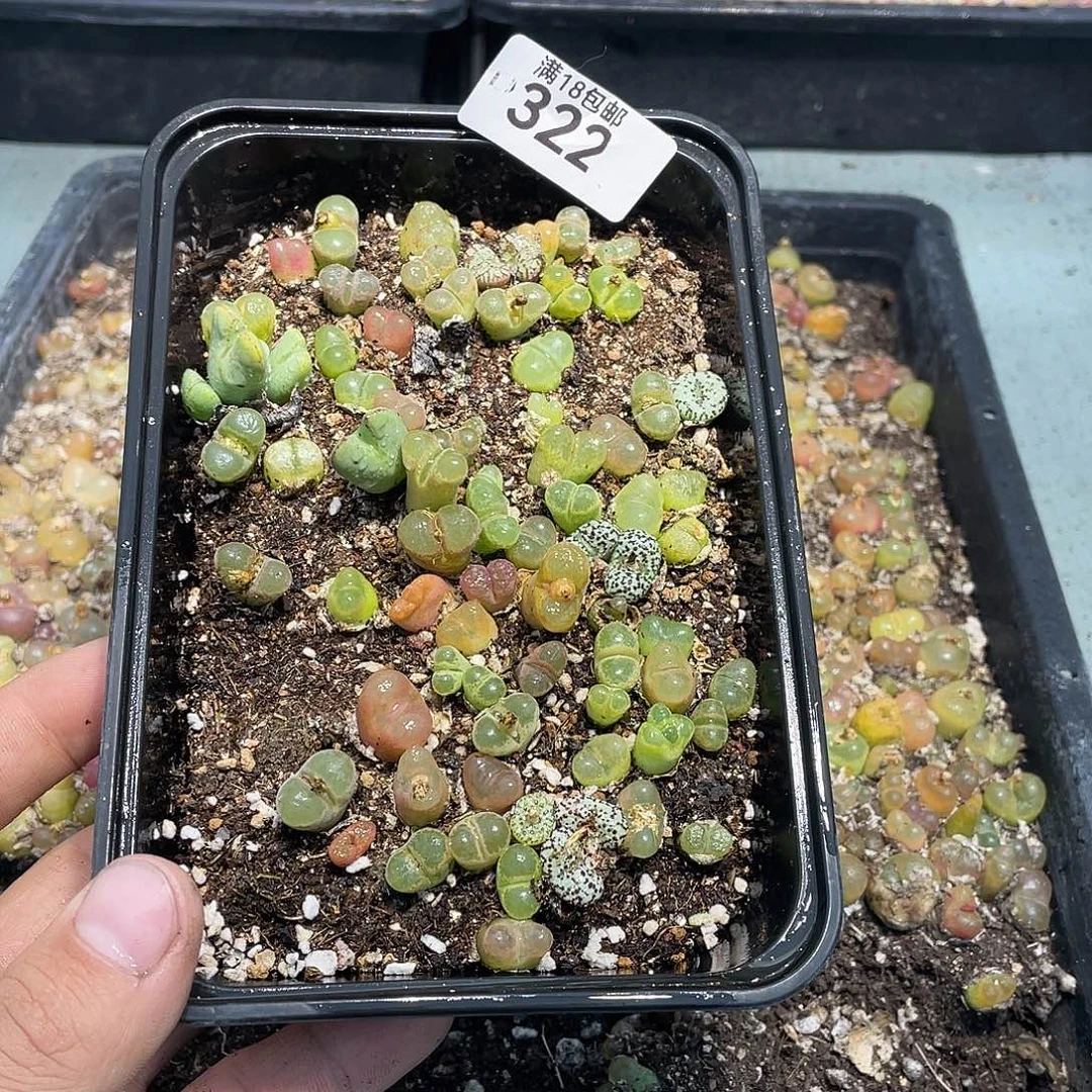 当天凑满十八元包邮生石花