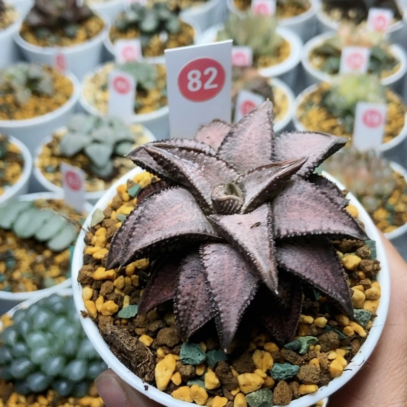 【闪购商品】可**可82银狼蛛