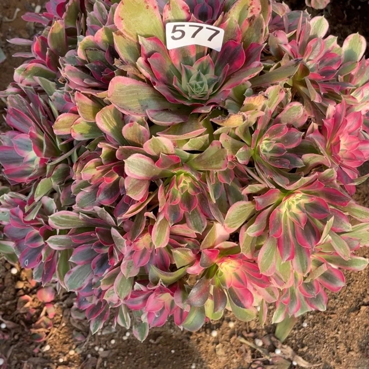 完全开放577多肉植物男神