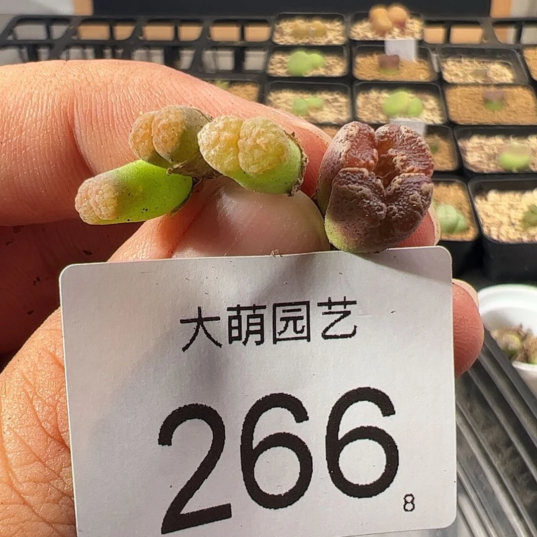 0000266 一物一拍……