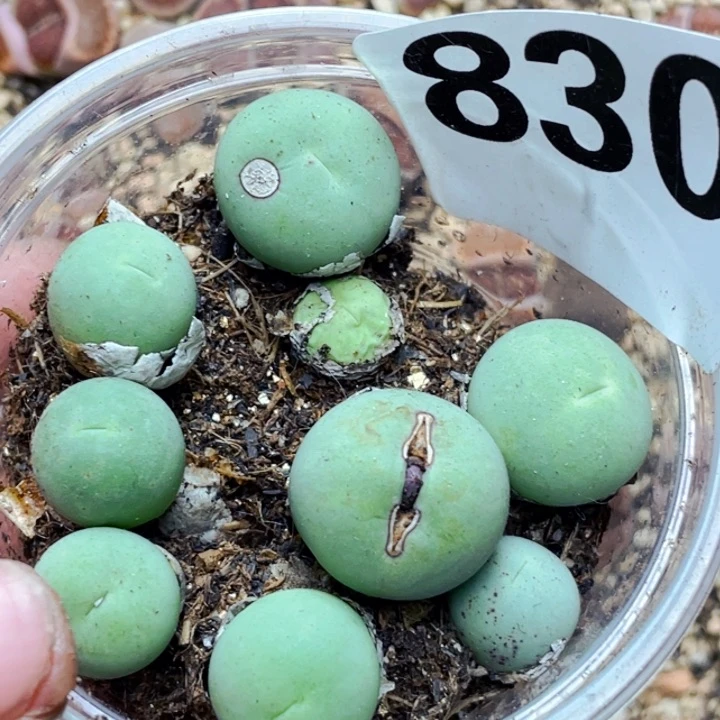 830母本鸽子蛋l l l l l l