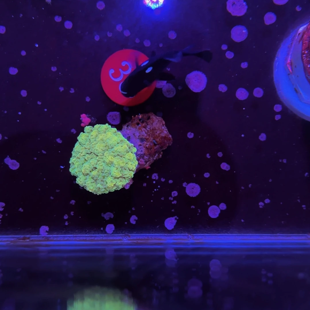 万鱼来朝海水观赏