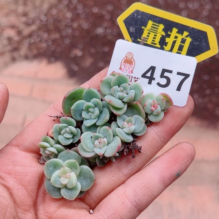 多肉植物多肉植物