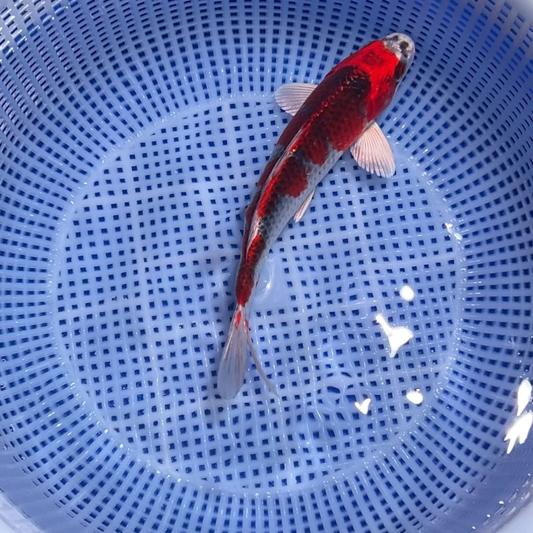 锦鲤锦鲤观赏鱼1111