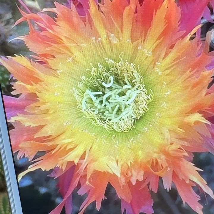 112侧芽5公分毛花柱