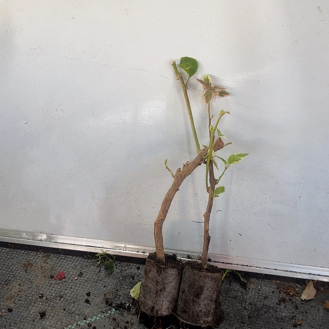 美***好无花朵两颗袋苗盲盒