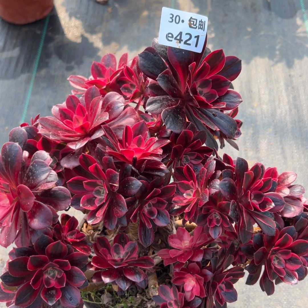 ?421凤冠母本多肉法师