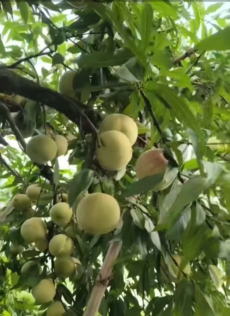 湖南麻阳高山冬桃   软脆香甜