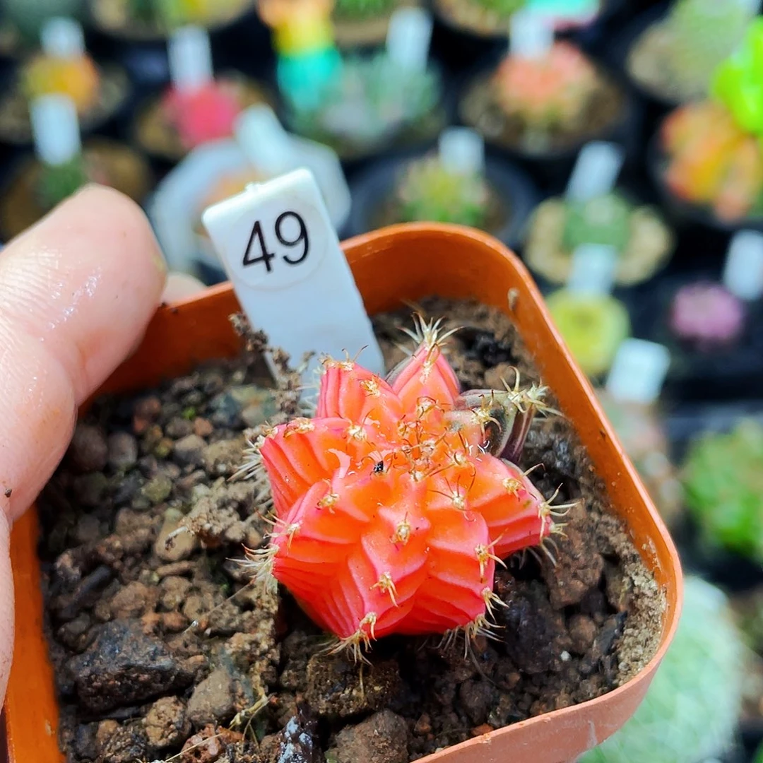 非偏远地区满25包邮仙人球