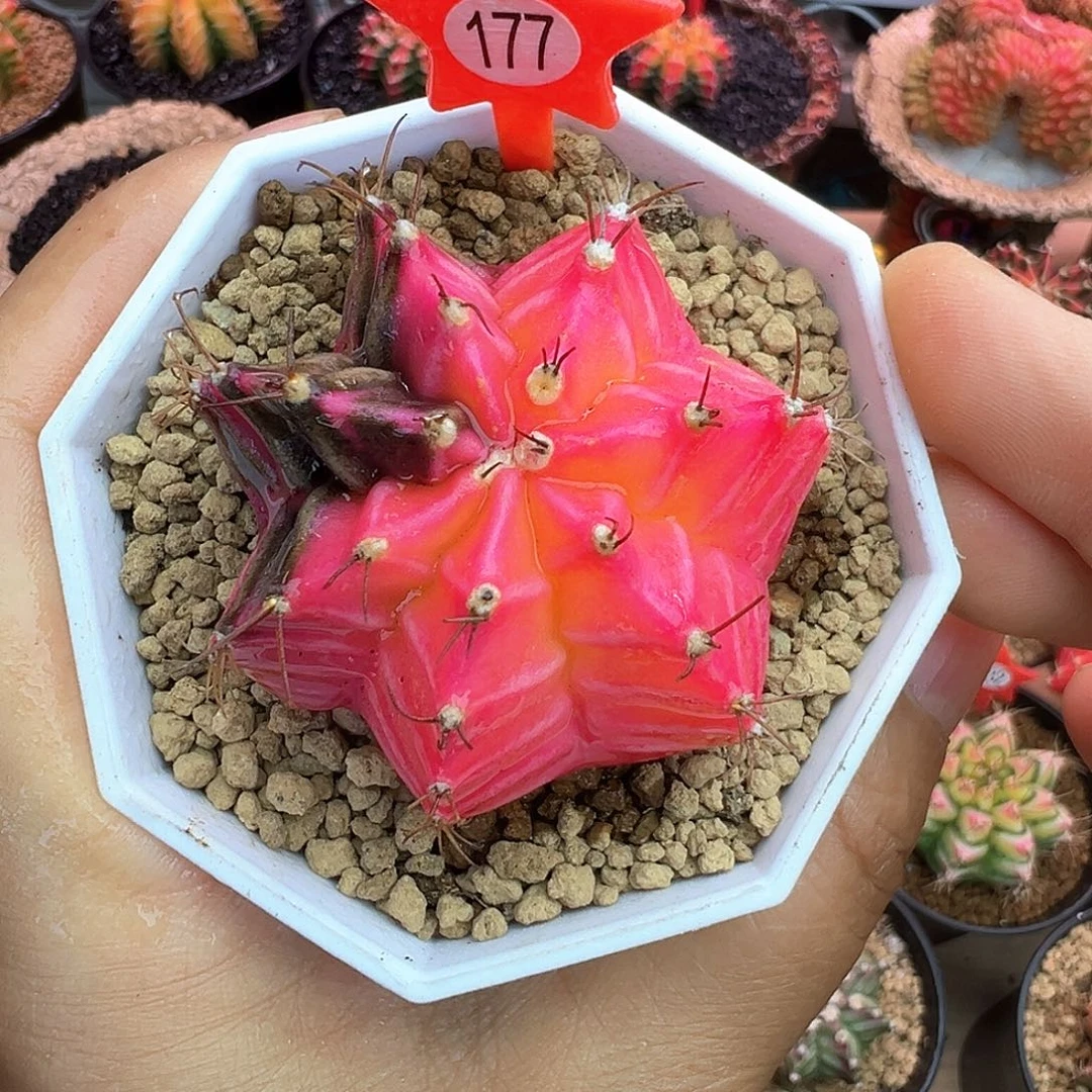 177-米哈仙人球锦带盆土发货5厘米