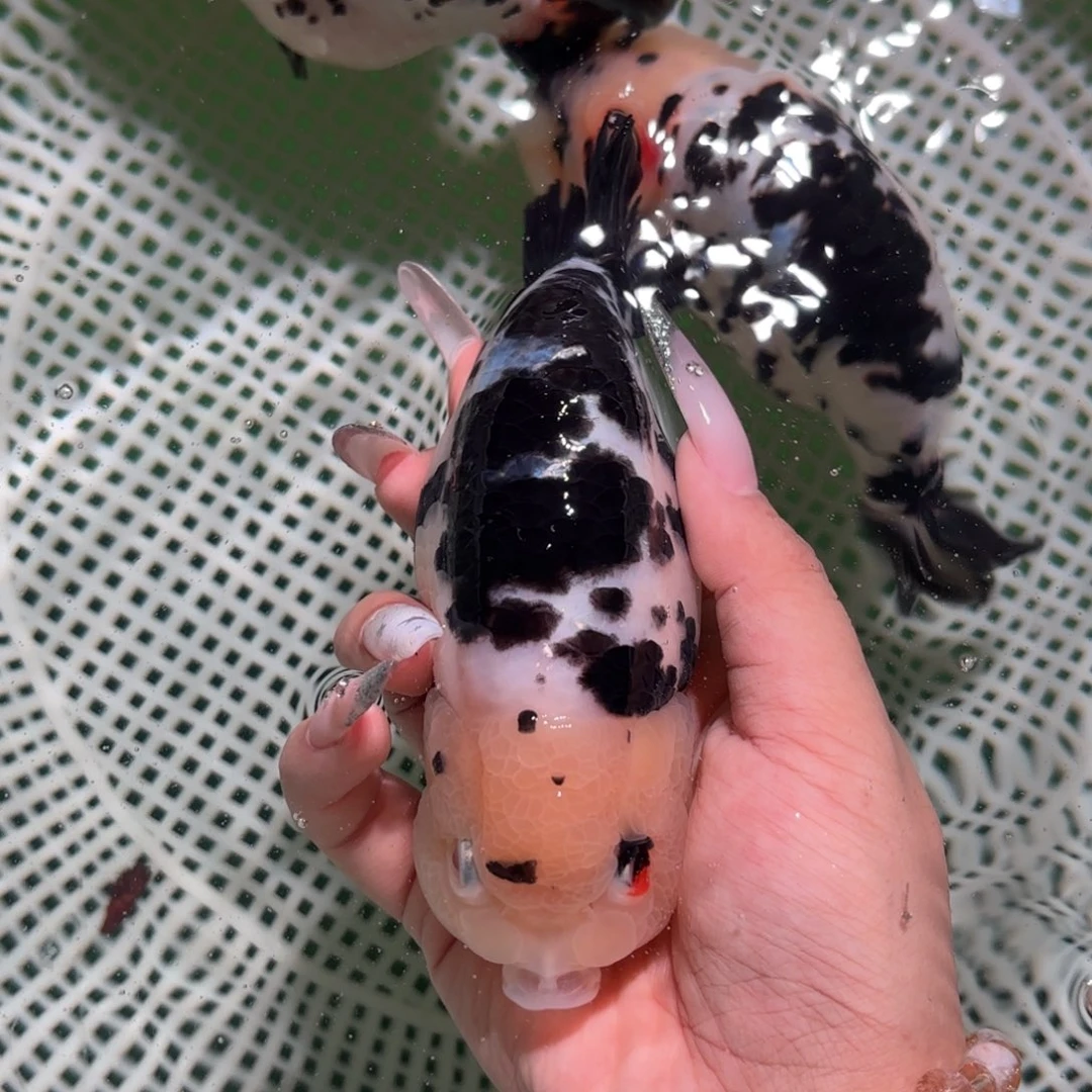 靳***沛金鱼拍包装包邮，不拍包装运费到付