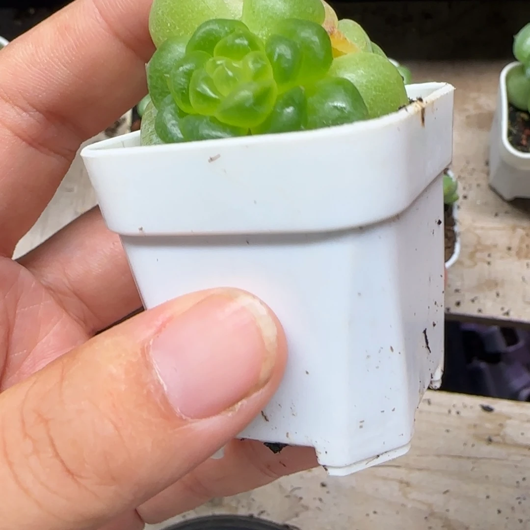 注***桑竹子中苗盆一个满25包邮