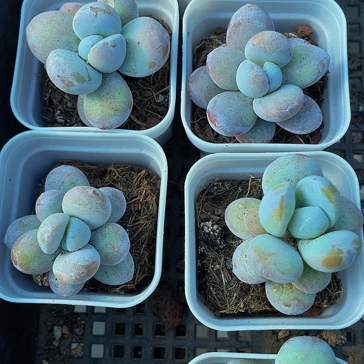 雪美人2.8带盆土发