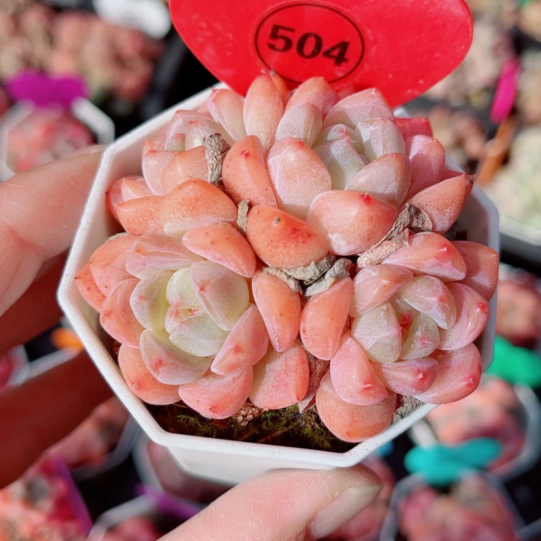 504号小老桩糖心群