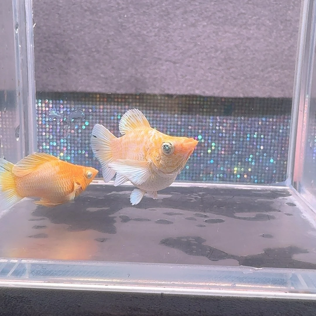 海水鱼圆尾黄金一对，满钻