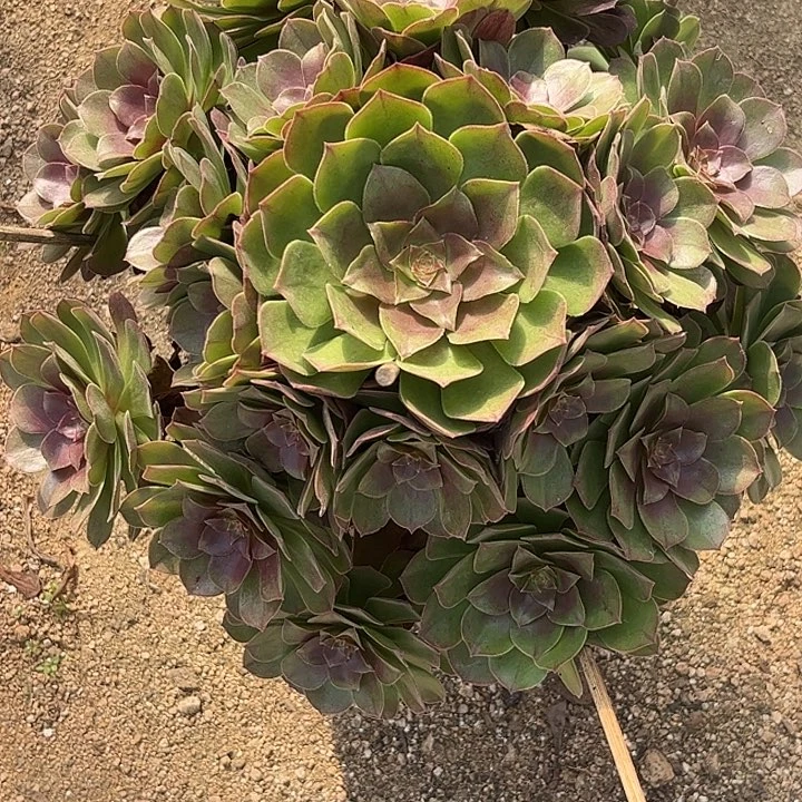 多肉植物墨染锦…………
