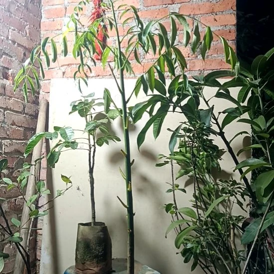 太平洋橄榄带杯带果发货