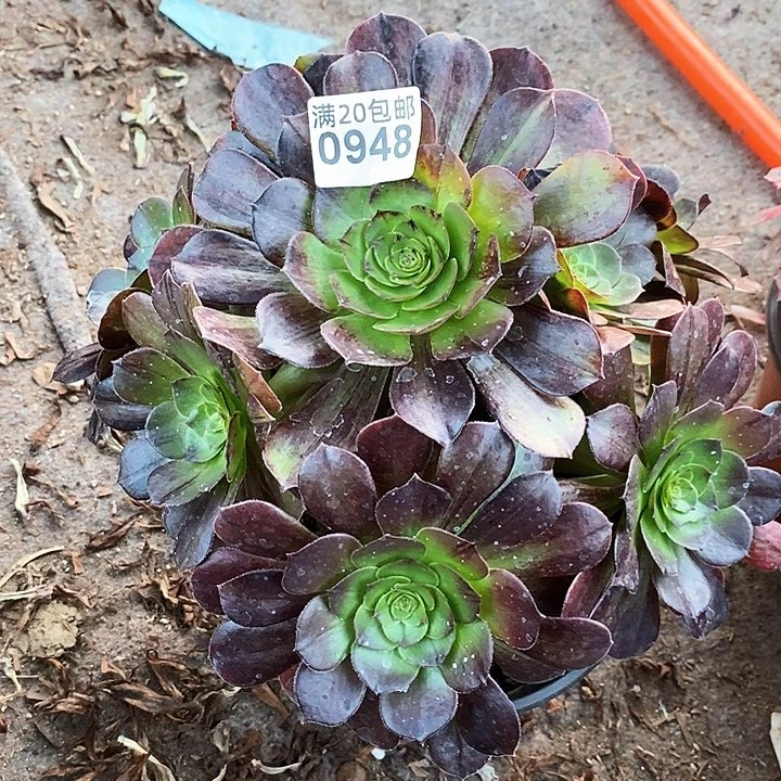 0948 一颗漠然法师