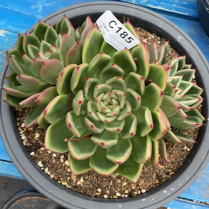 若如东云单拍C185