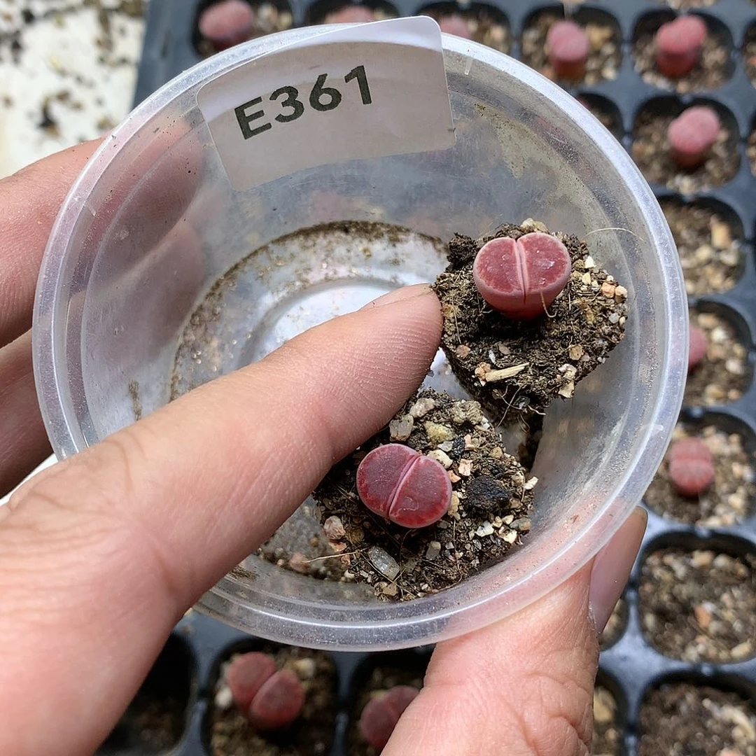 目**及E361多肉植物保护