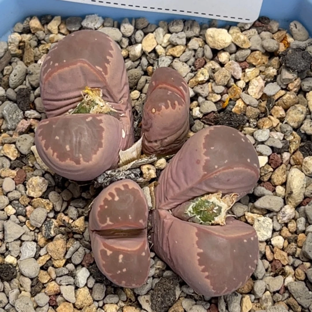 6095群生四头红橄榄