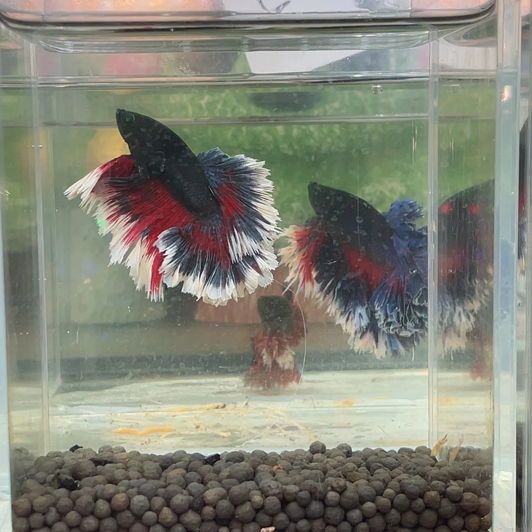 斗鱼VIP绿魔绣球1229晚