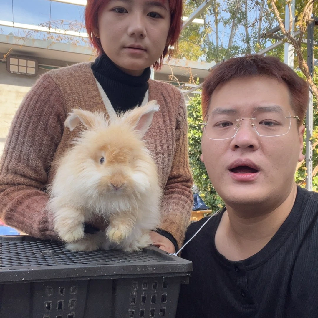 双血统英系安拉兔子