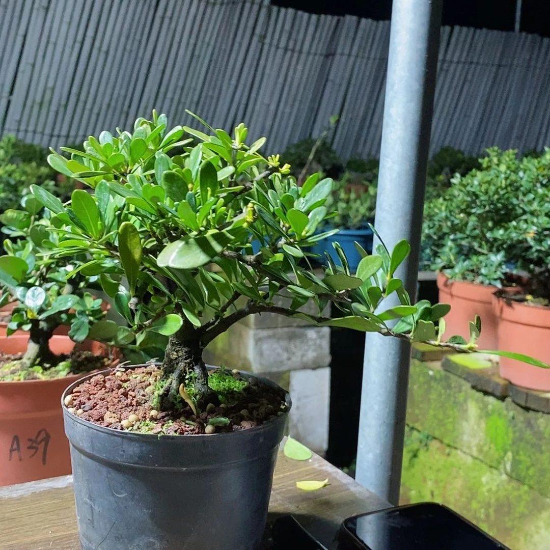 无花朵运**坤栀子花