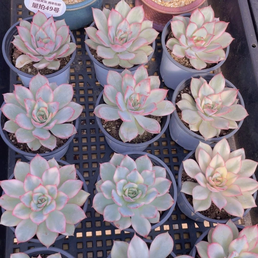 量拍49号 月光女神锦单头一个