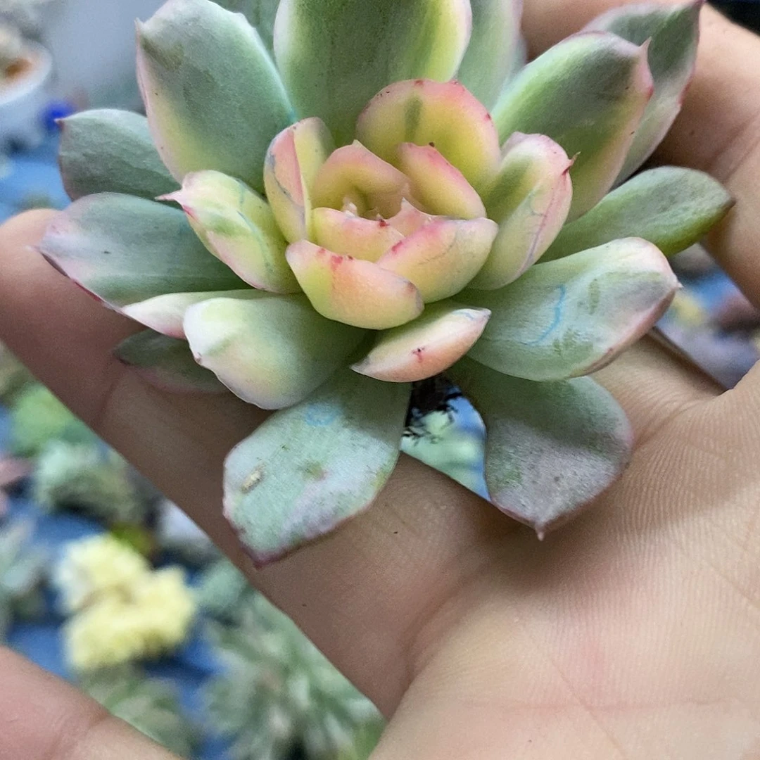 514草莓蛋糕锦炸多肉植物